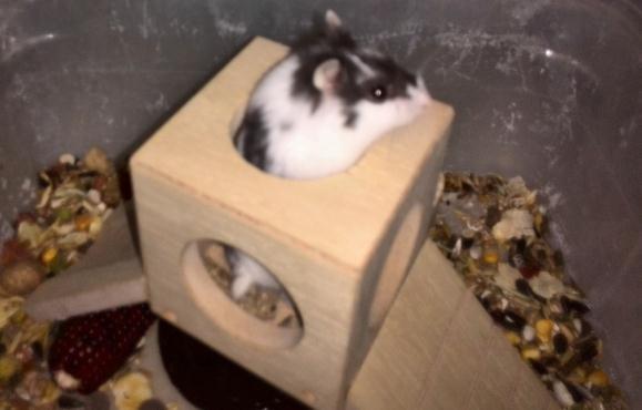 Dværghamster Precious billede 8