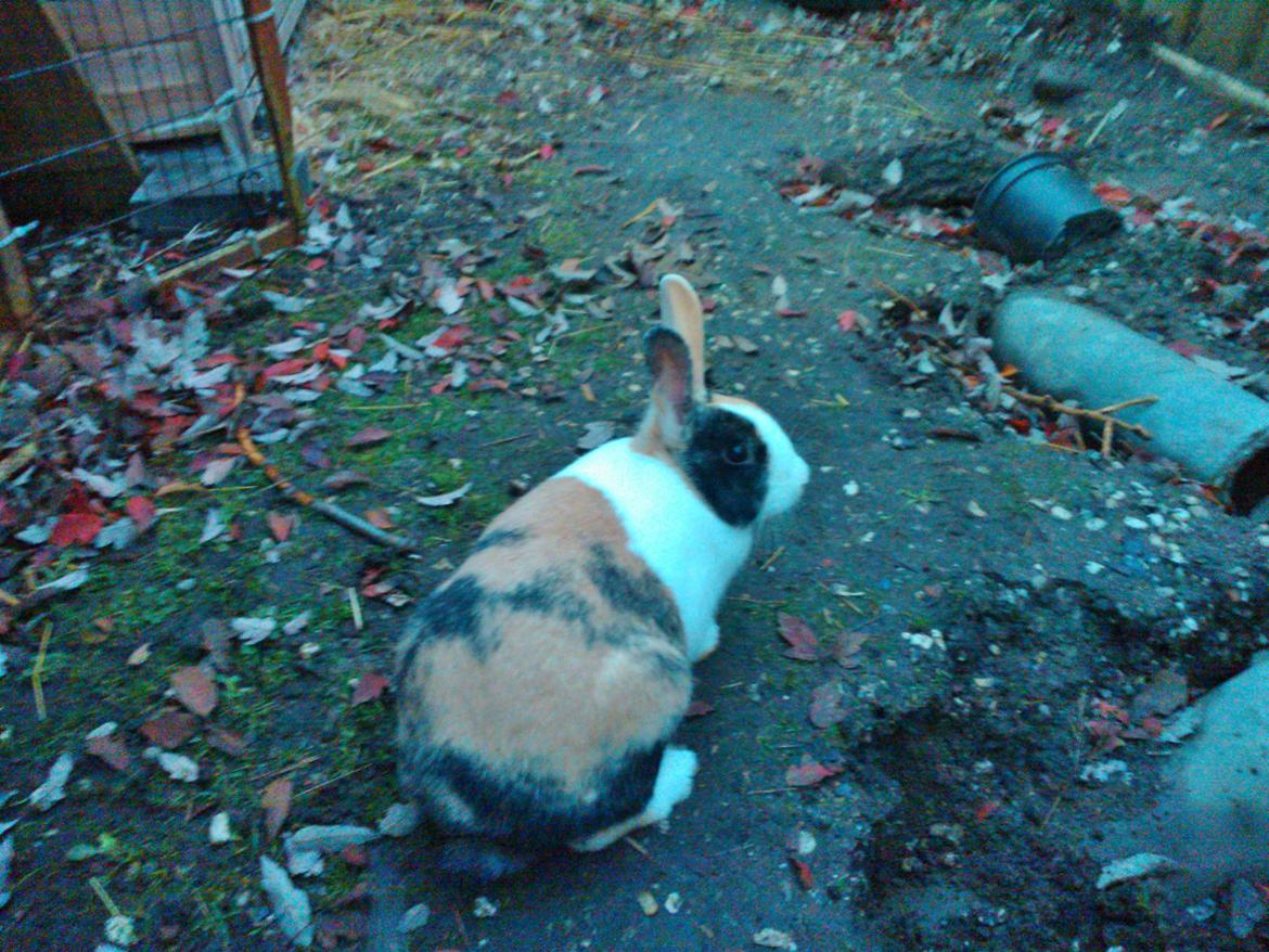 Kanin Zoey (Hollænder) billede 6