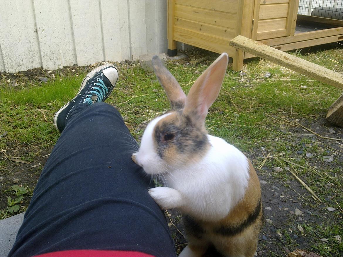 Kanin Zoey (Hollænder) billede 7