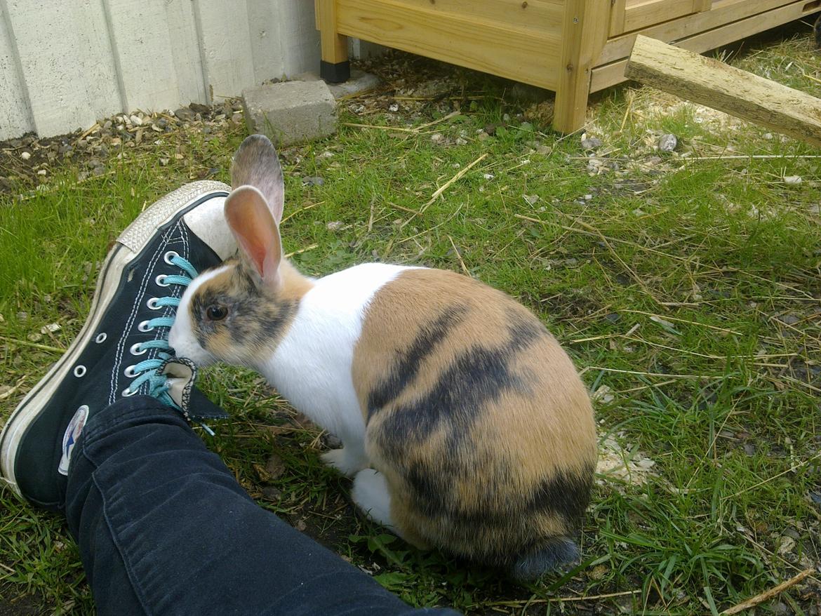 Kanin Zoey (Hollænder) billede 8