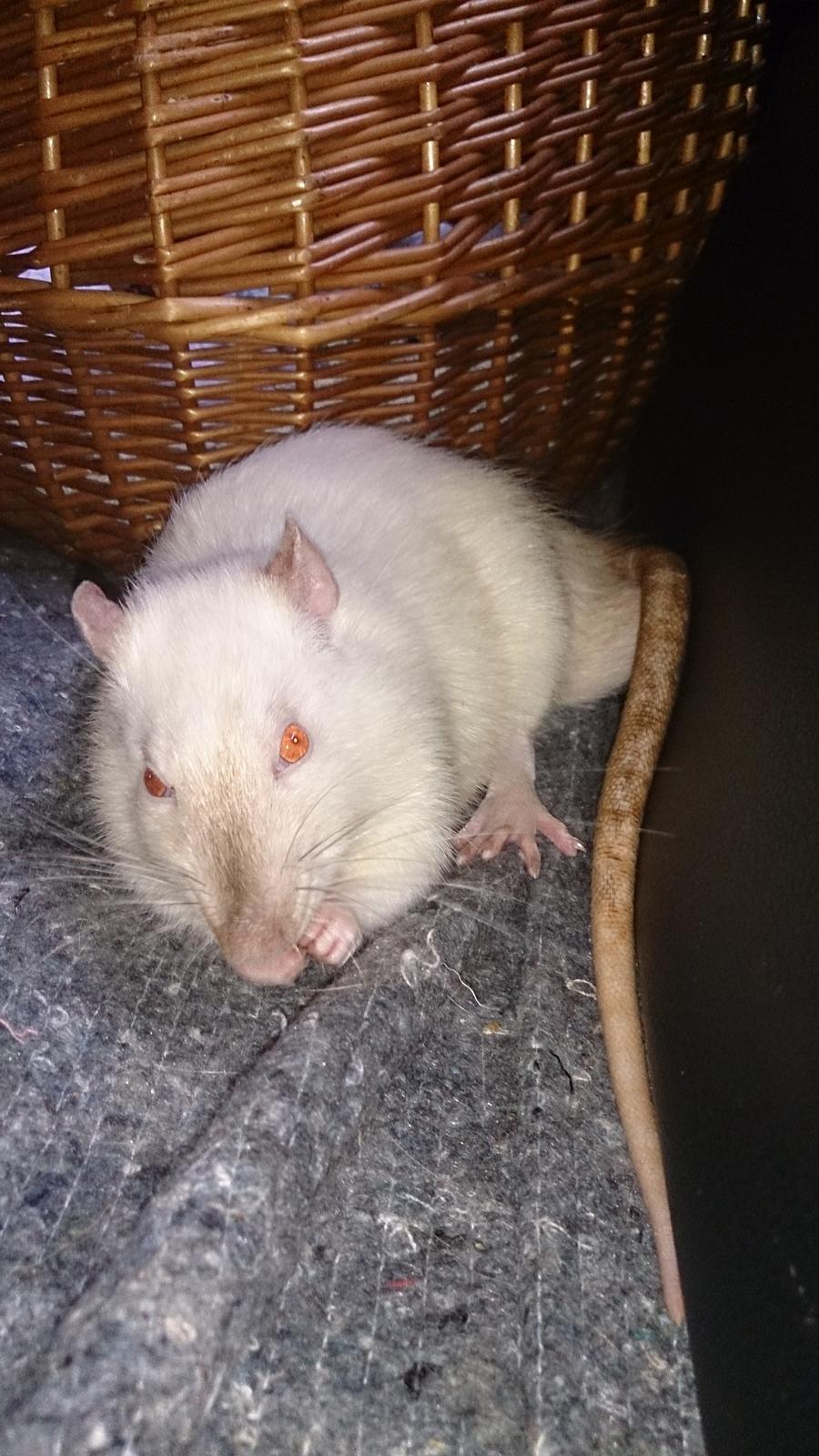 Tamrotte Bette billede 2