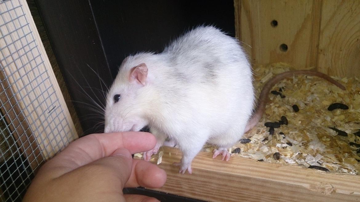 Tamrotte Batman - Batman  billede 1