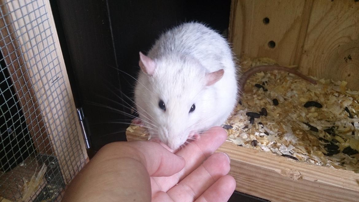 Tamrotte Batman billede 2