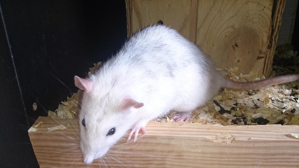 Tamrotte Batman billede 3