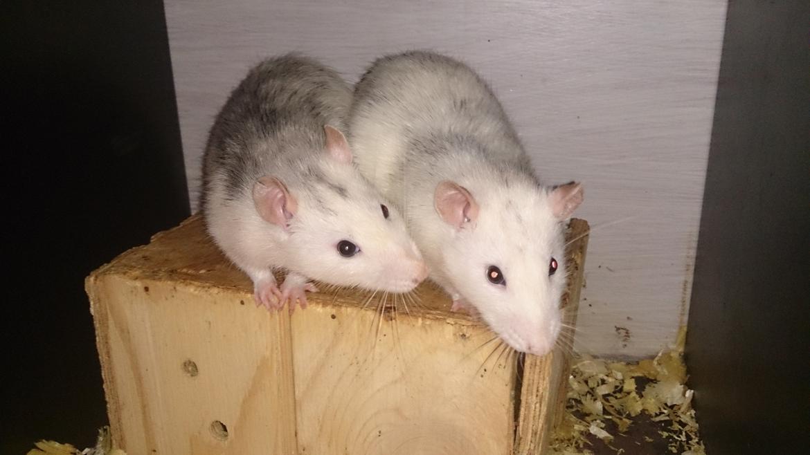 Tamrotte Batman billede 4