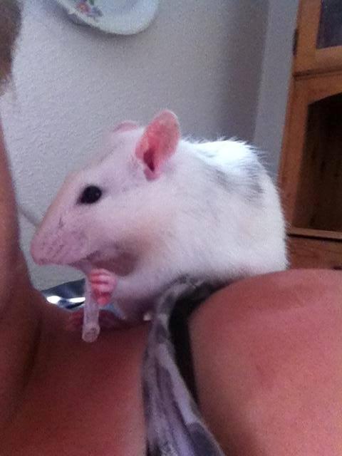 Tamrotte Batman billede 6