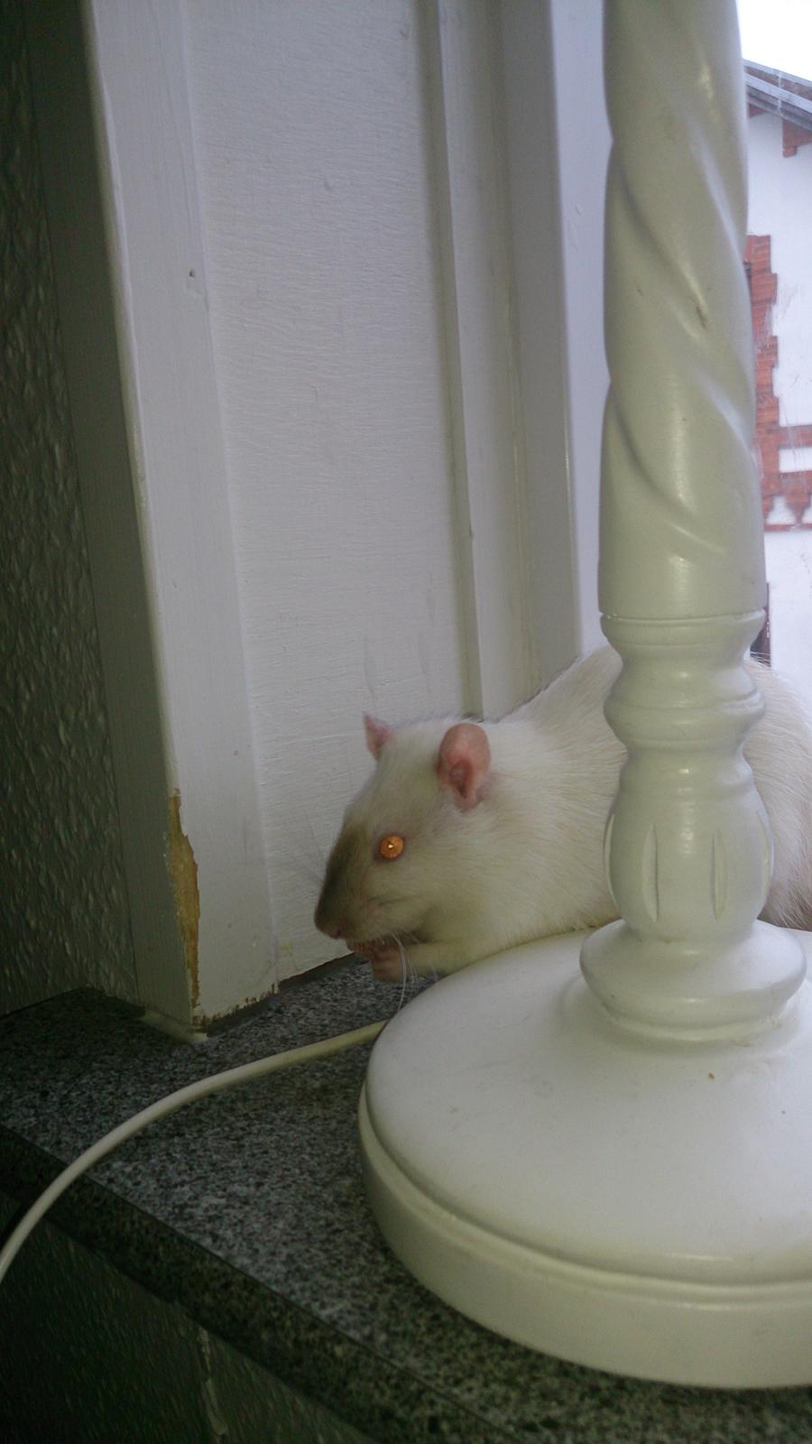 Tamrotte Bette billede 4