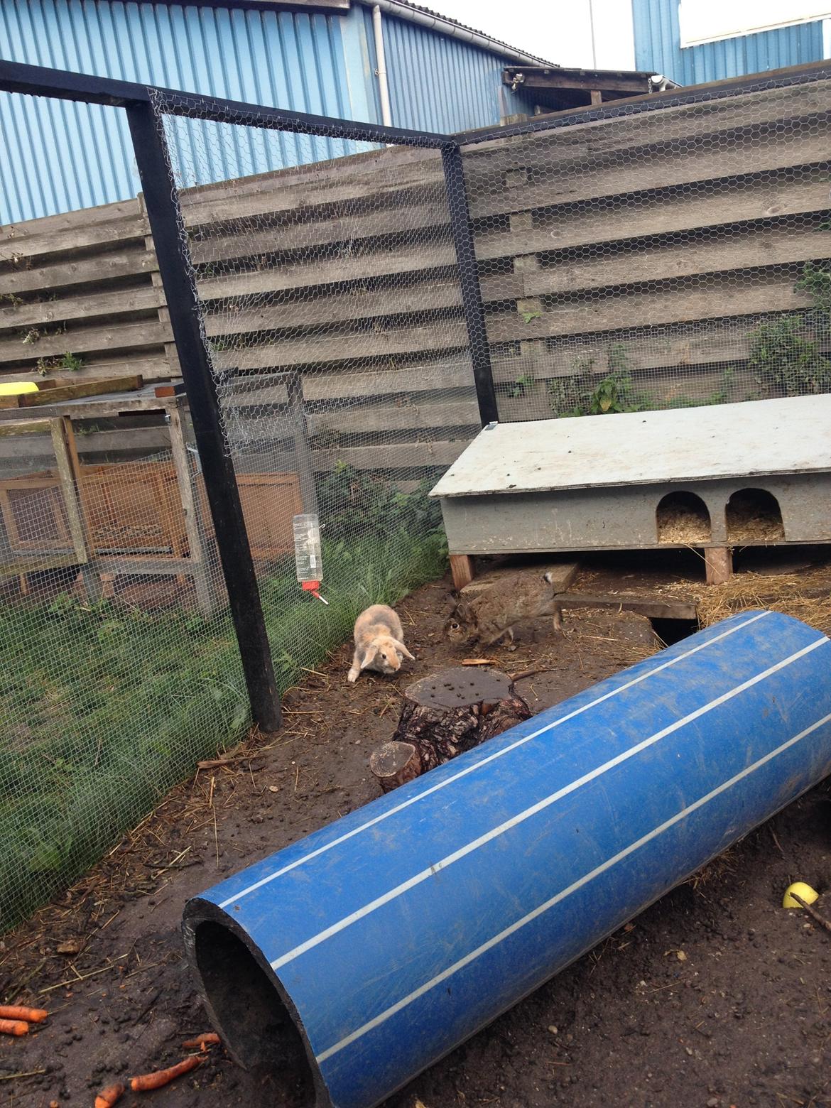 Kanin Charlotteager's Cocio [SAVNET] billede 10