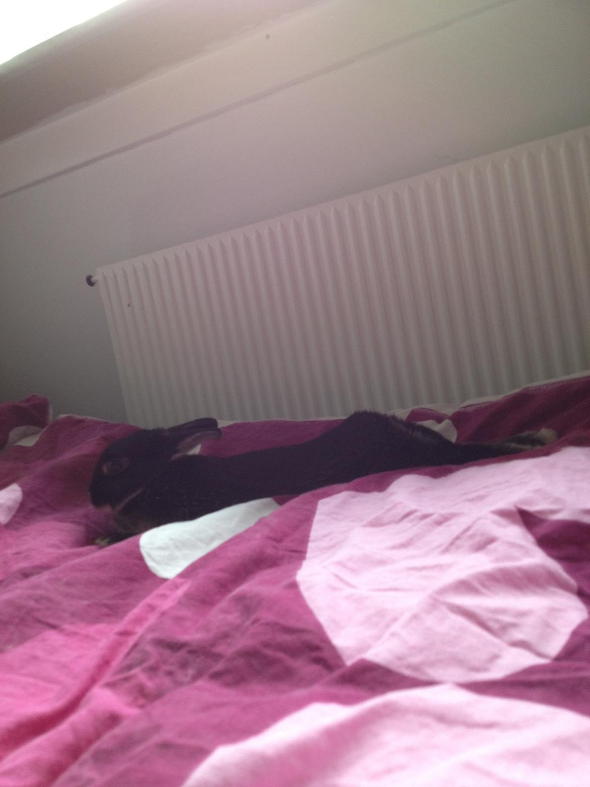 Kanin Gucci - Hans sjove måder at ligge på! <3<3 billede 4