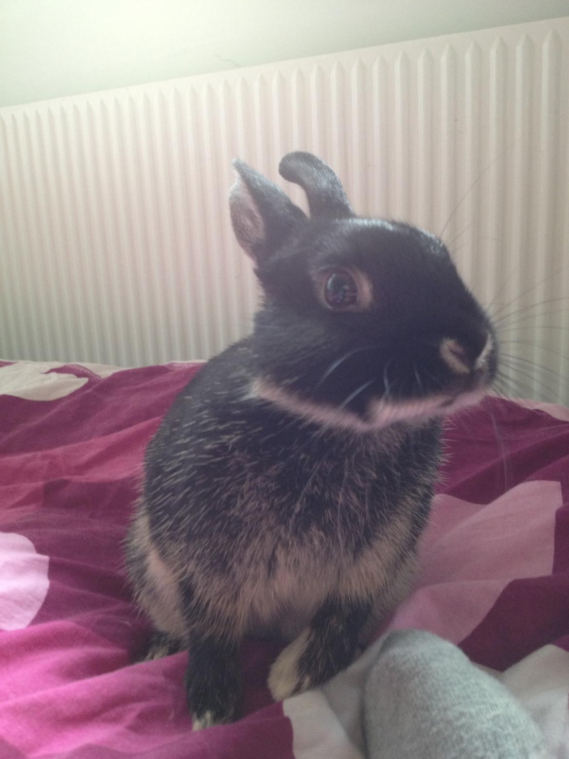 Kanin Gucci billede 5