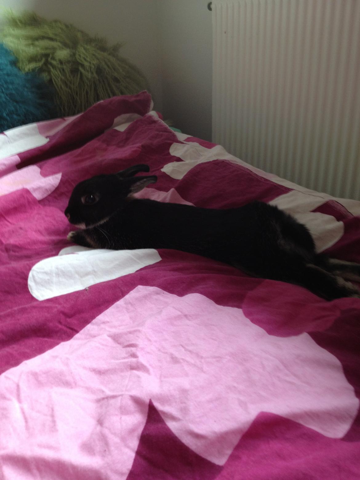 Kanin Gucci billede 6