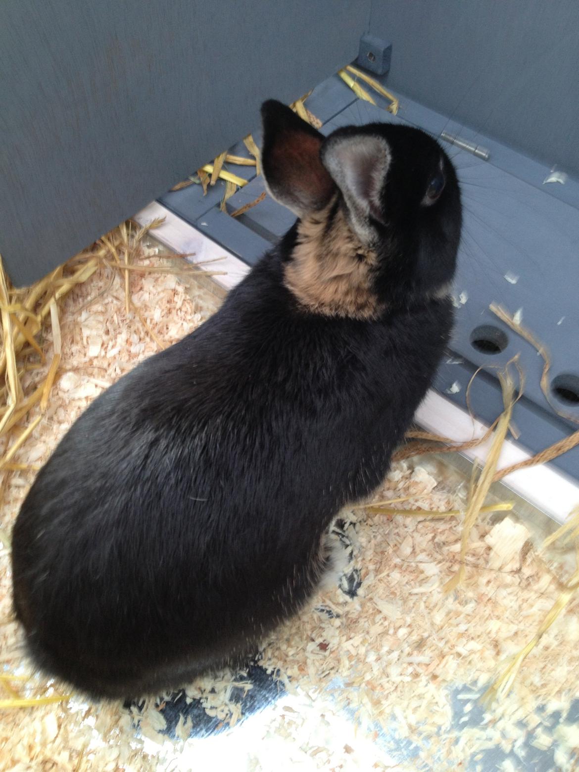 Kanin Gucci - Smukke Gucci! <3<3 billede 7