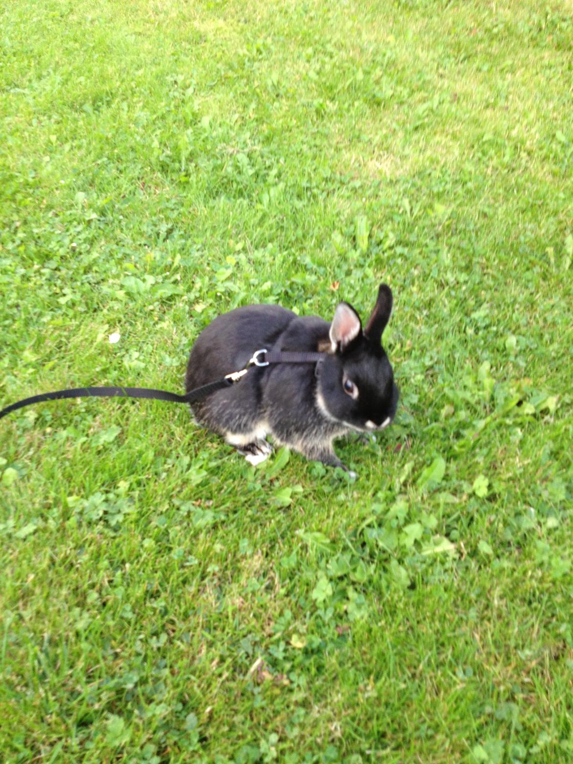 Kanin Gucci billede 8