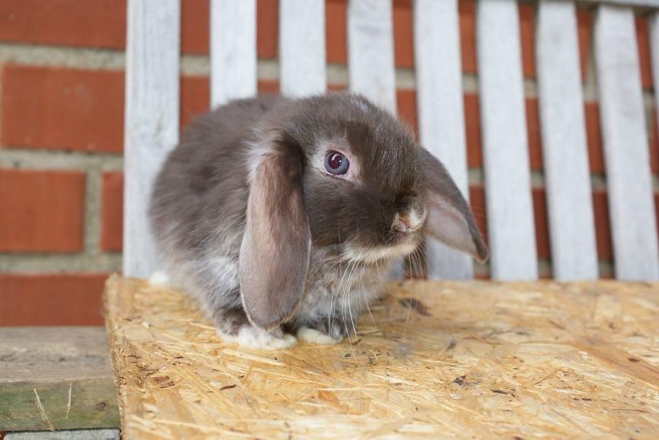 Kanin Stald-gulerodsgnasks Mace billede 1