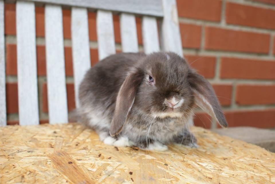 Kanin Stald-gulerodsgnasks Mace billede 2