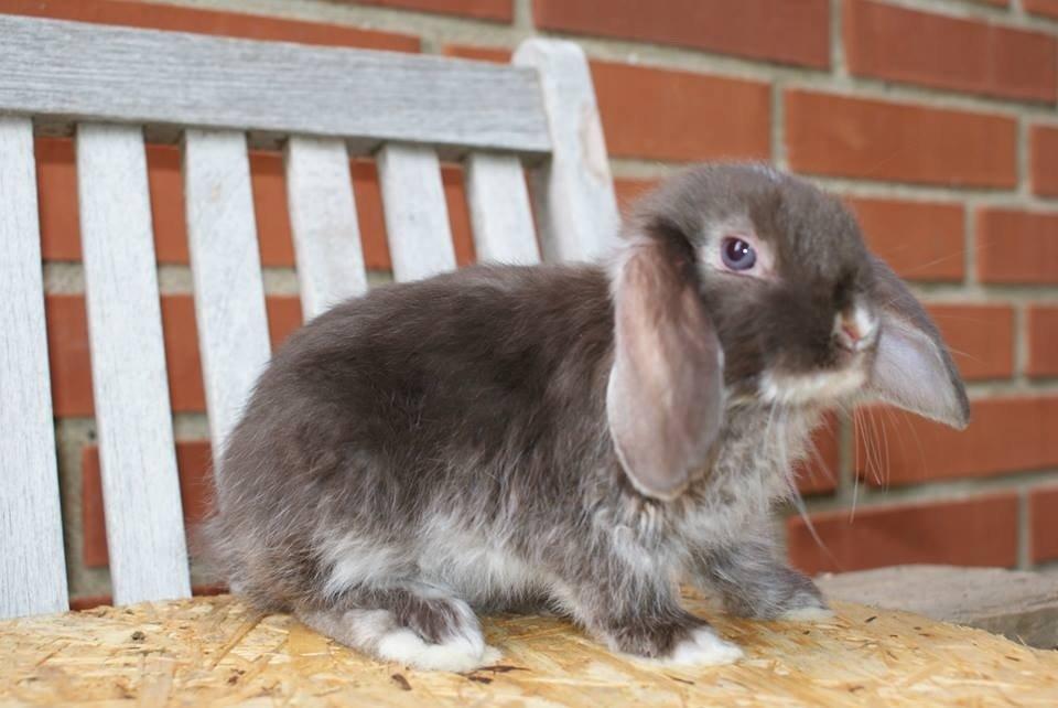 Kanin Stald-gulerodsgnasks Mace billede 3