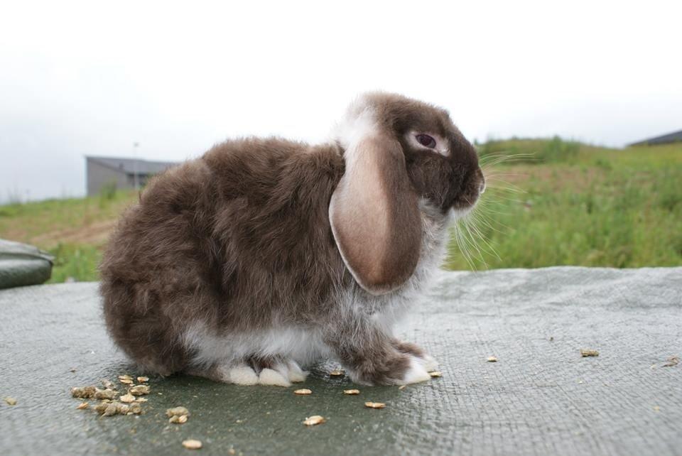 Kanin Stald-gulerodsgnasks Mace billede 4