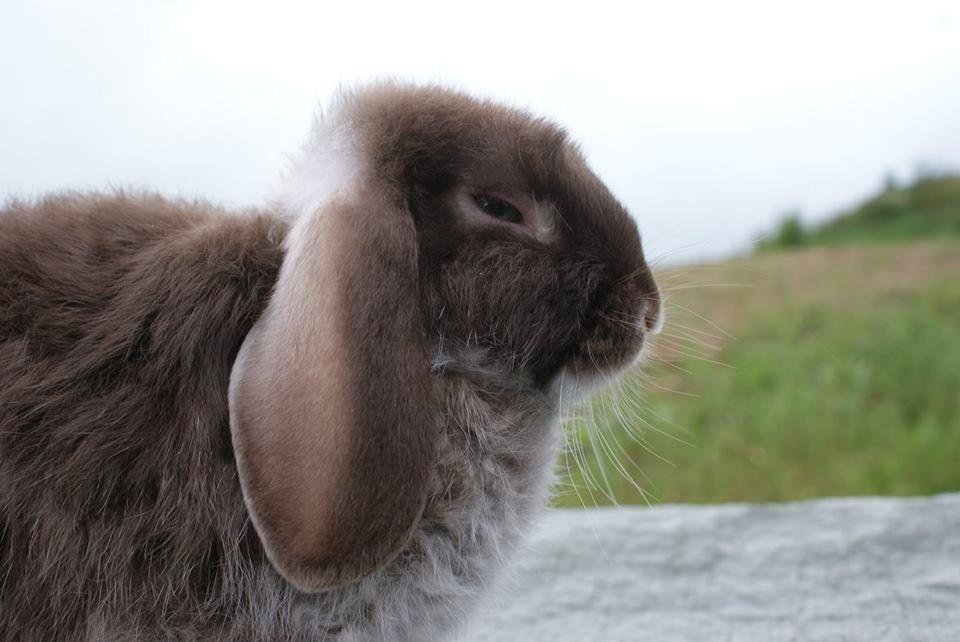 Kanin Stald-gulerodsgnasks Mace billede 5