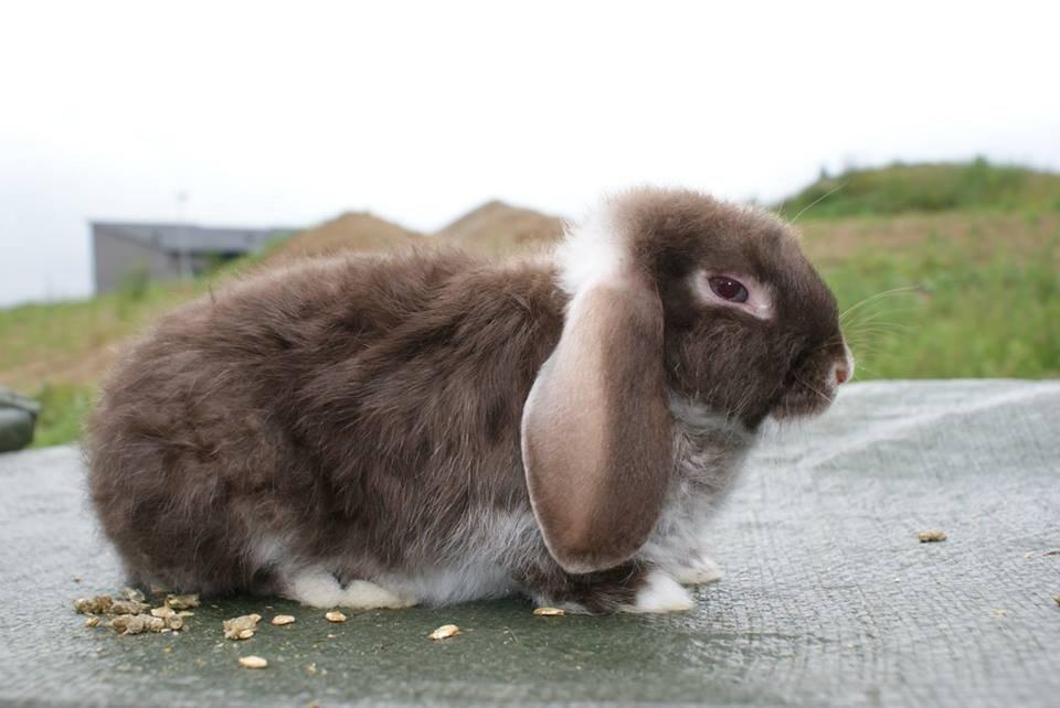 Kanin Stald-gulerodsgnasks Mace billede 6