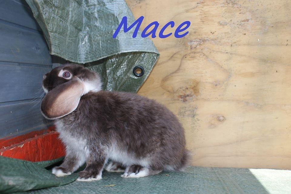 Kanin Stald-gulerodsgnasks Mace billede 7