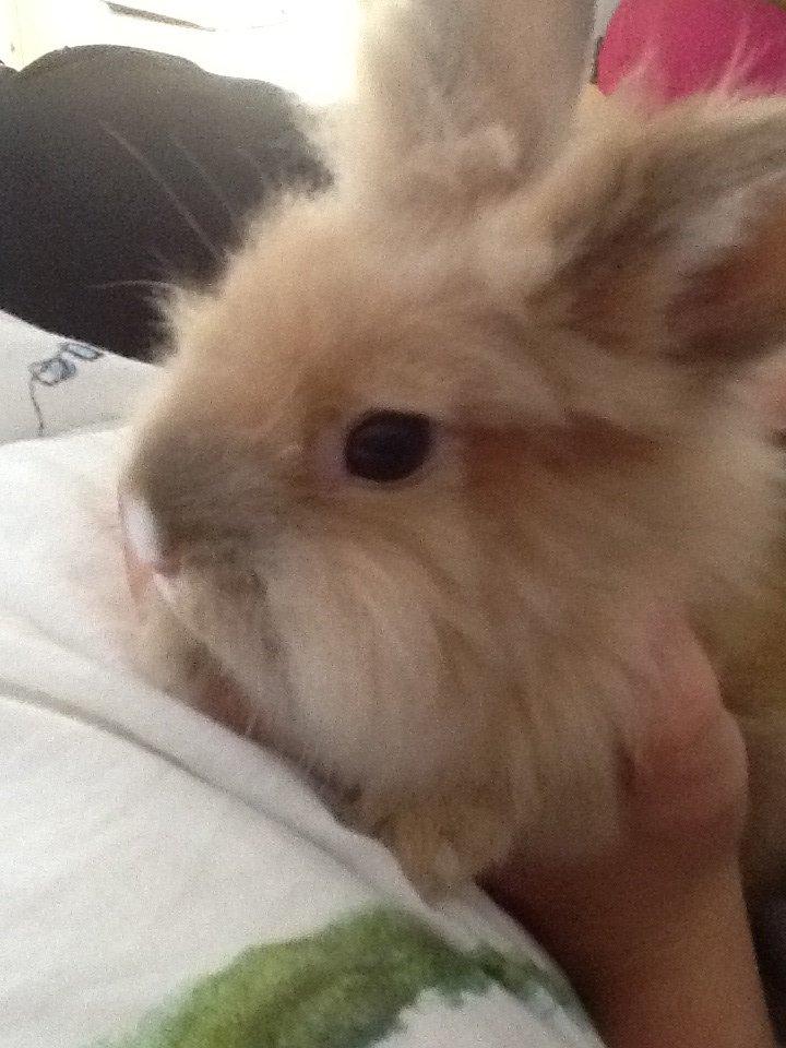 Kanin Arthur billede 2