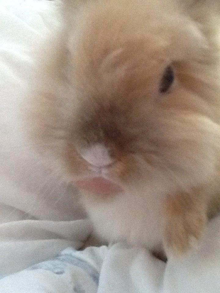 Kanin Arthur billede 3