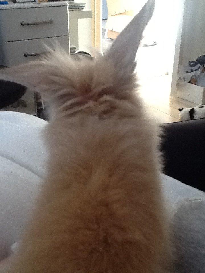 Kanin Arthur billede 4