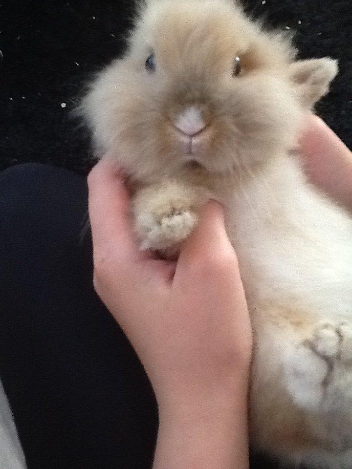 Kanin Arthur billede 5