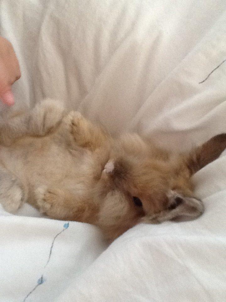 Kanin Arthur billede 6