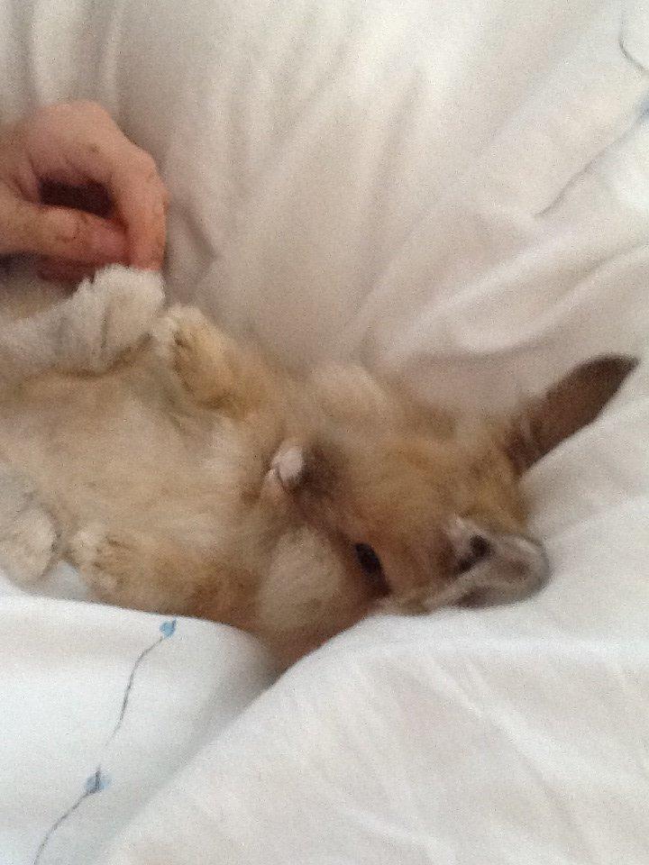 Kanin Arthur billede 7