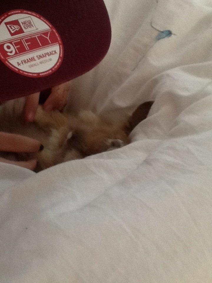 Kanin Arthur billede 9