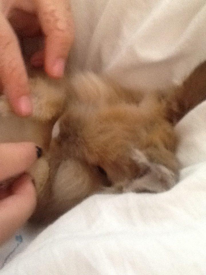 Kanin Arthur billede 10