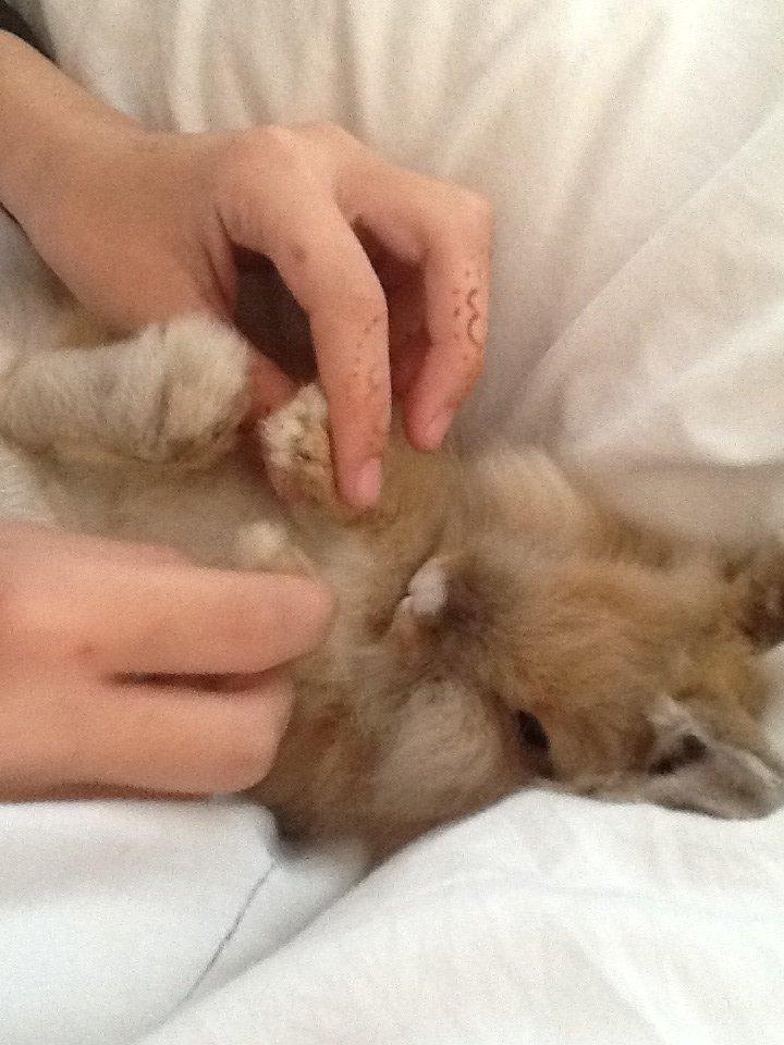 Kanin Arthur billede 11