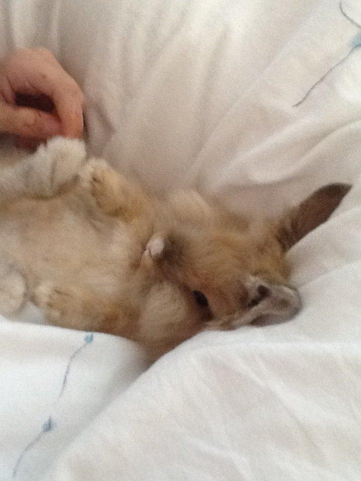 Kanin Arthur billede 13