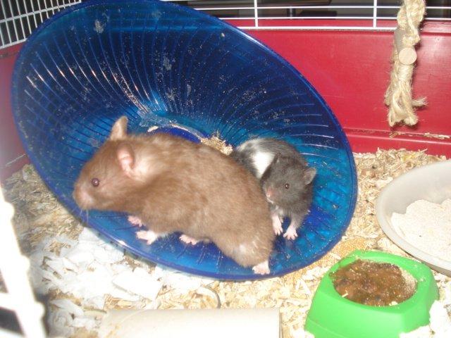 Hamster Simses Hyben billede 10