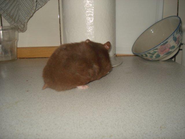 Hamster Simses Hyben billede 11