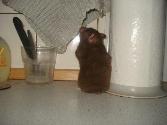 Hamster Simses Hyben billede 12