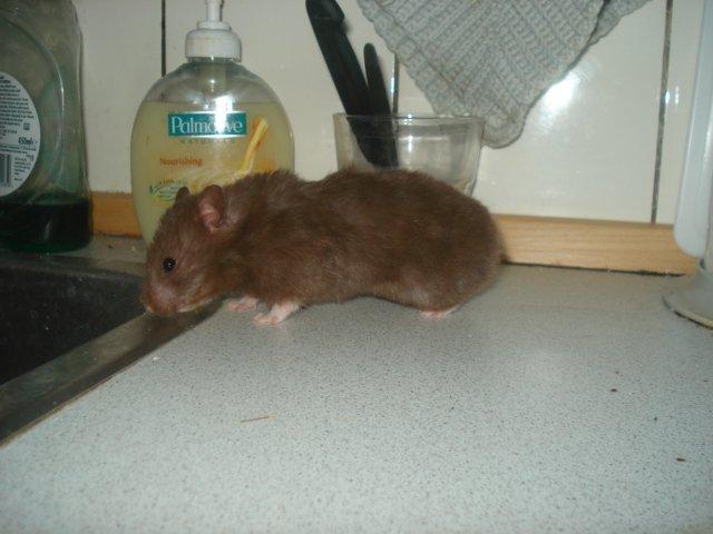 Hamster Simses Hyben billede 13