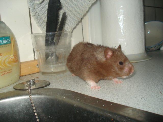 Hamster Simses Hyben billede 14