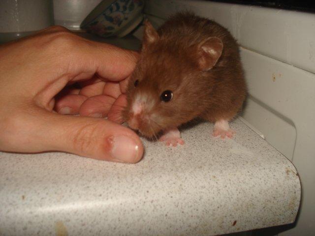 Hamster Simses Hyben billede 15