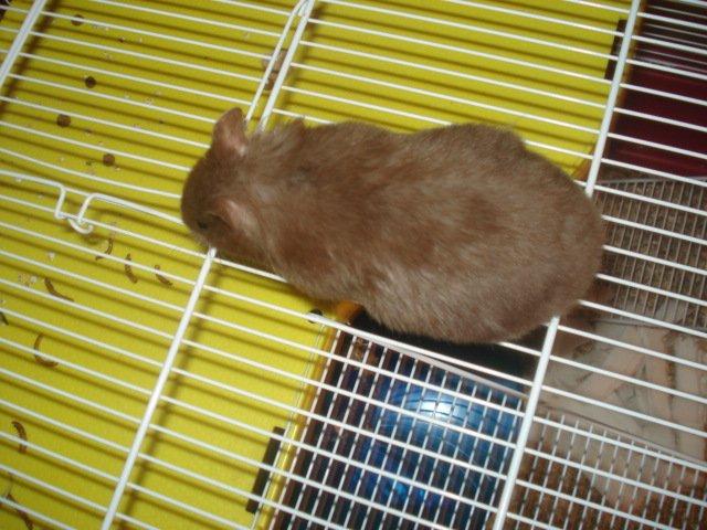 Hamster Simses Hyben billede 17