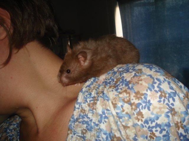 Hamster Simses Hyben billede 18