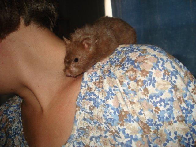 Hamster Simses Hyben billede 19