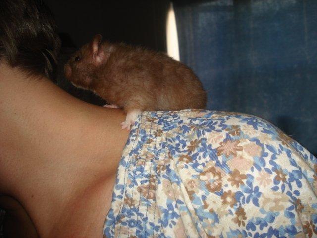 Hamster Simses Hyben billede 20