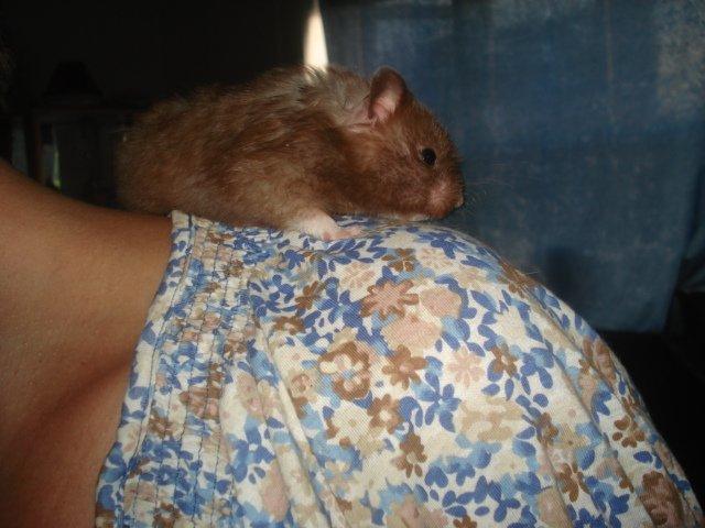 Hamster Simses Hyben billede 21