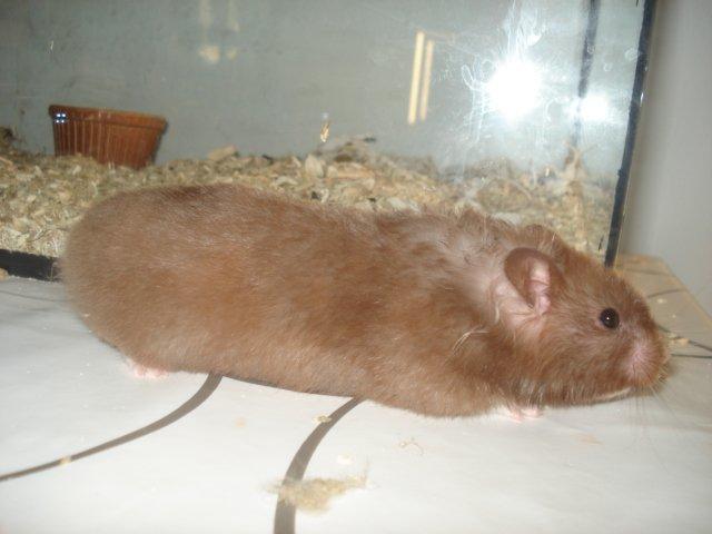 Hamster Simses Hyben billede 22