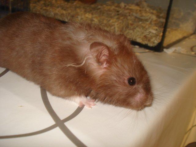 Hamster Simses Hyben billede 23