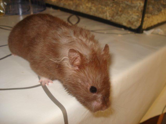 Hamster Simses Hyben billede 24