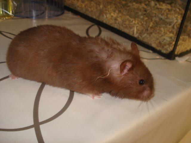 Hamster Simses Hyben billede 25