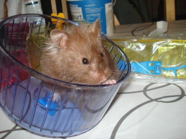 Hamster Simses Hyben billede 26